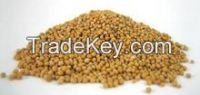 Yellow/White/Black Mustard Seeds