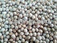 Pigeon Peas