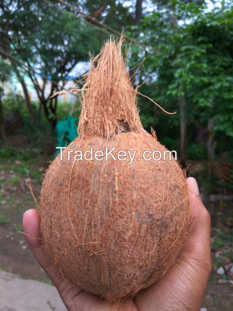 coconut