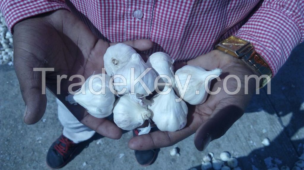 Fresh Garlic