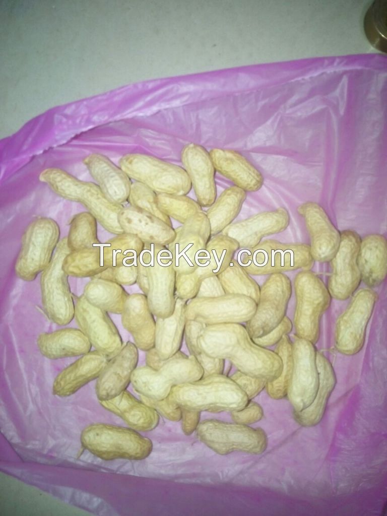 Peanut - Groundnut