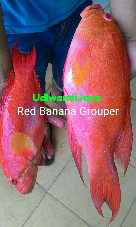 Fresh Chilled Red Banana Grouper