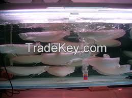 Arowana Fish Supply ,Healthy and shipping worldwide available