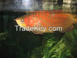 Arowana Fish Supply ,Healthy and shipping worldwide available