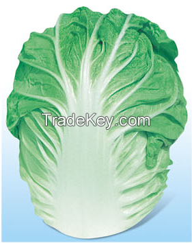 cabbage seed