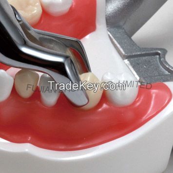 typodent dental jaw model for practice extract tooth