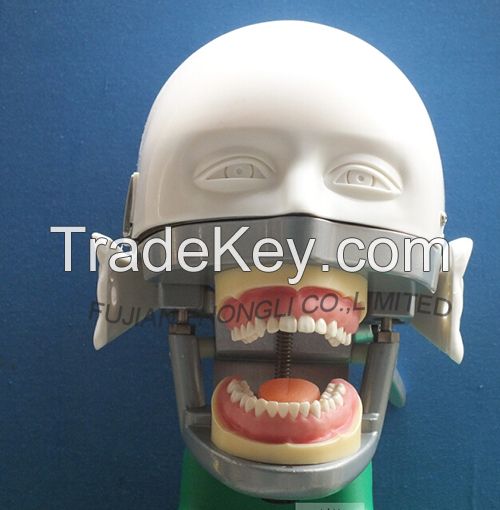 Dental Training Head Simulator Manikin