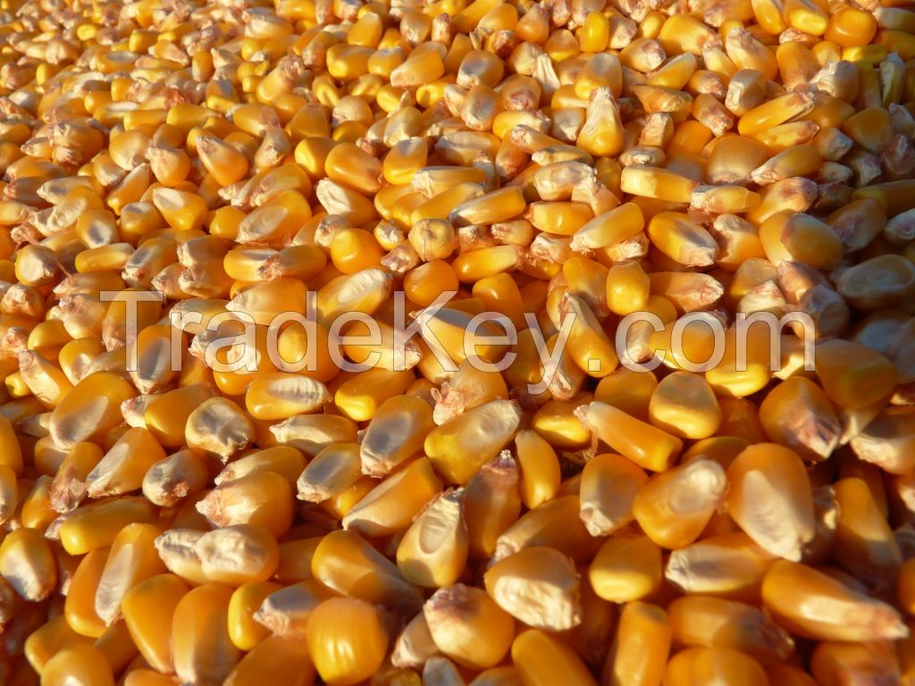 Yellow Corn