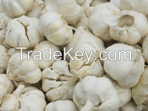 GARLIC (ALLIUM SATIVUM)