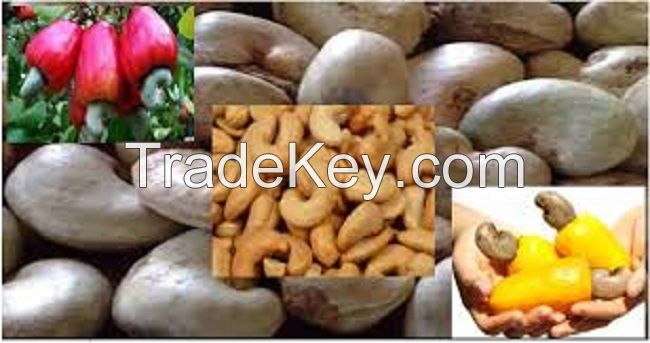 RAW CASHEW NUTS (ANACARDIUM OCCIDENTALE L.)