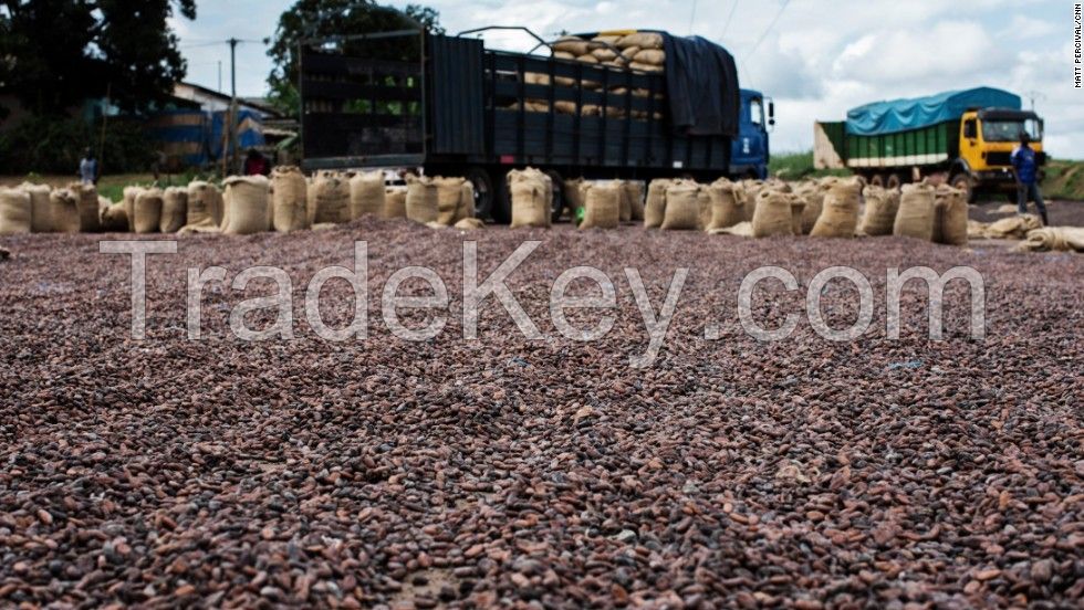 cacao beans