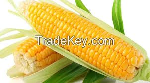 Yellow corn Grade II