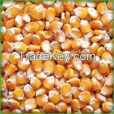 Yellow Corn Feed Grade Origin Vietnam