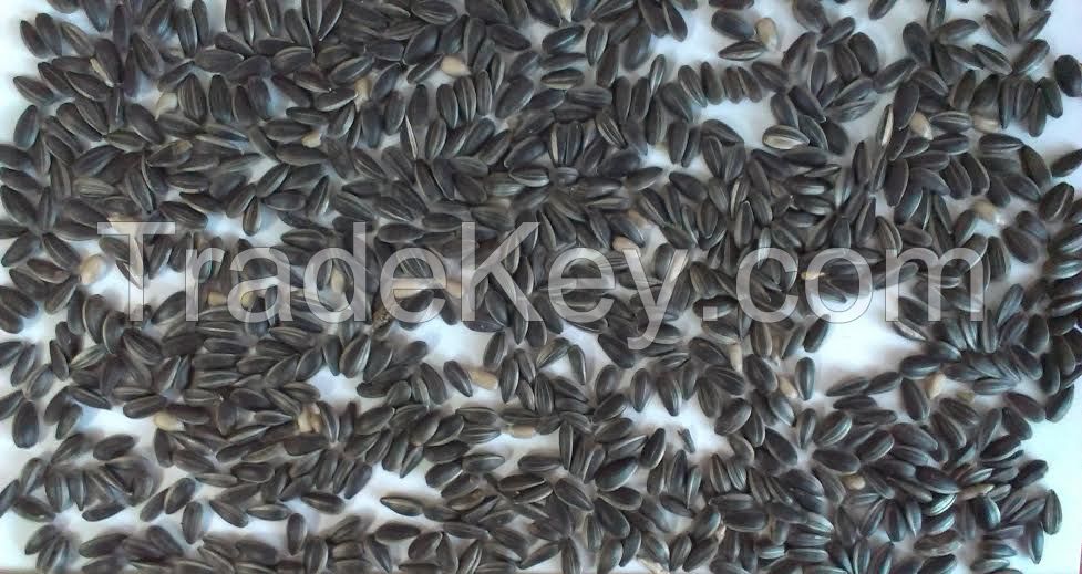 Sunflower seeds for birds