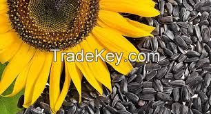 Sunflower seeds for human consumption (Black)