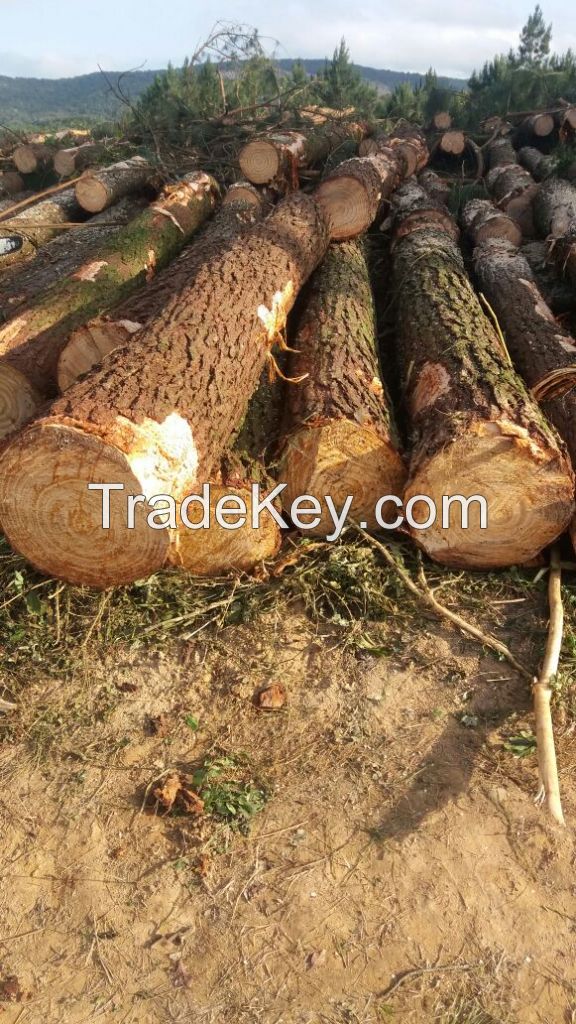 Southern Yellow Pine Logs (taeda and elliottii)