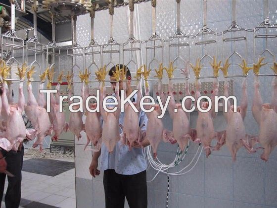 Frozen Whole Chicken, Legs, Wings, Backs, Breast and Other Parts