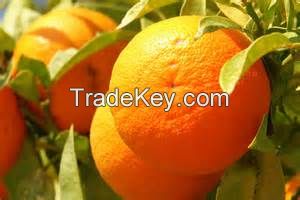 Fresh oranges