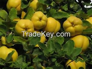 Fresh quince