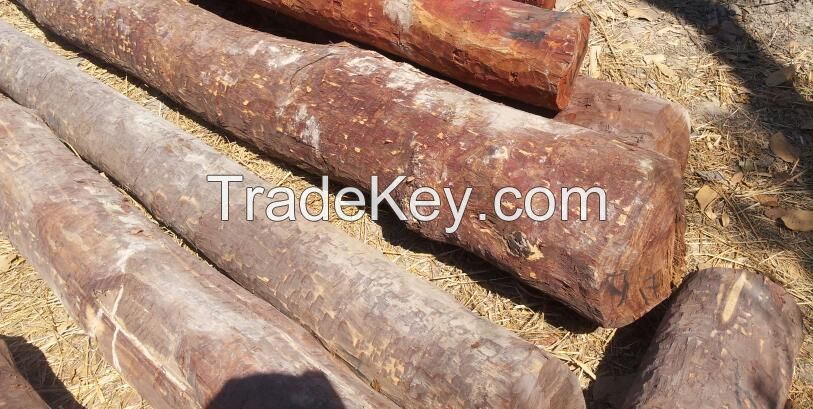 Redouk logs with bark from Cameroun