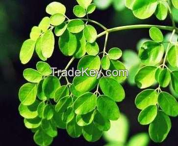 MORINGA LEAF, MORINGA LEAF POWDER, CURRY LEAF,CURRY LEAF POWDER, NEEM LEAF, NEEM LEAF POWDER