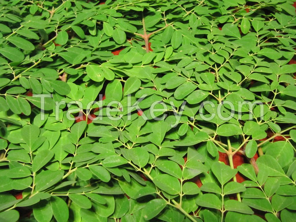 MORINGA LEAF, MORINGA LEAF POWDER, CURRY LEAF,CURRY LEAF POWDER, NEEM LEAF, NEEM LEAF POWDER