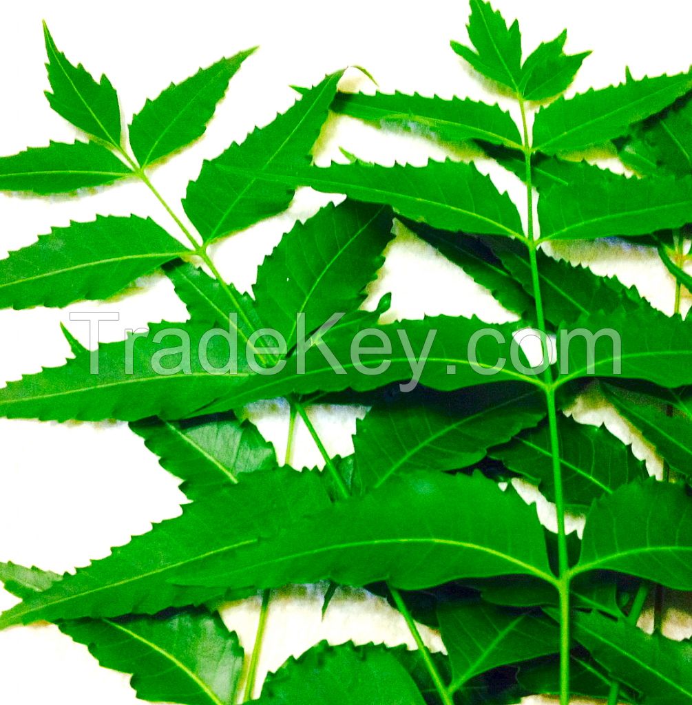 MORINGA LEAF, MORINGA LEAF POWDER, CURRY LEAF,CURRY LEAF POWDER, NEEM LEAF, NEEM LEAF POWDER