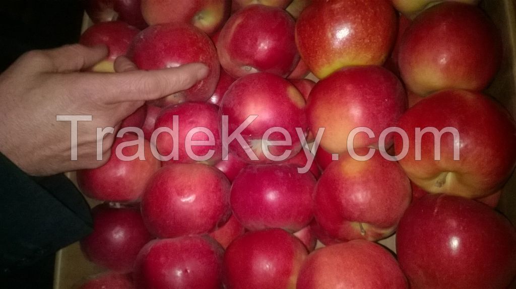 Fresh apples Gala Royal