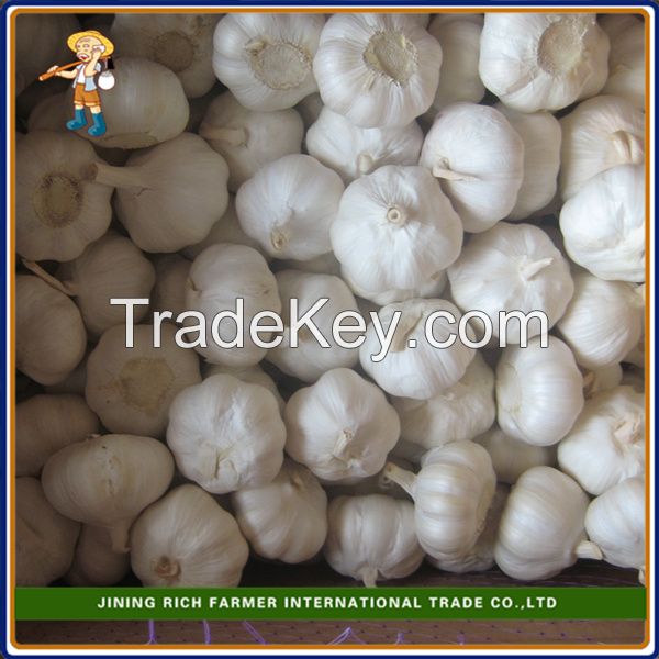 Top quality 5.0cm 450g bag snow white Chinese garlic