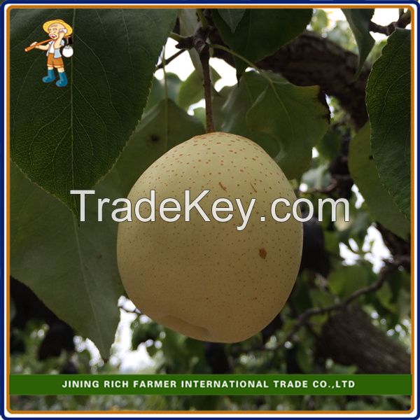 2015 New Crop high quality fresh Ya Pear