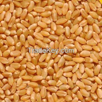 WHEAT AVAILABLE