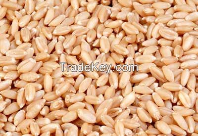 HIGH QUALITY WHEAT