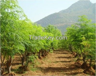 Moringa Seeds, Powder supply from India