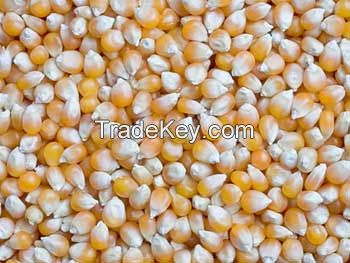 Yellow Corn / Maize 