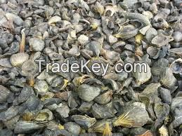  CLEAN DRIED PALM KERNEL SHELL  (PKS)