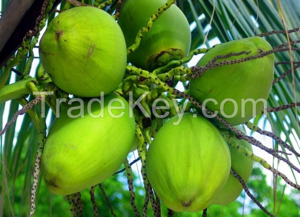 fresh coconut seller in india