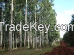 Eucalyptus Grandis Seedlings