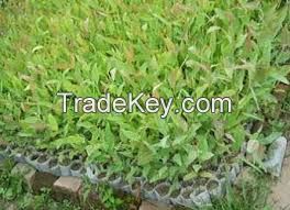 Eucalyptus Grandis Seedlings