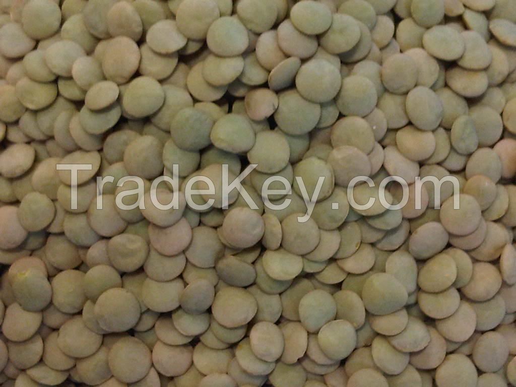 best quality Turkish product green lentils