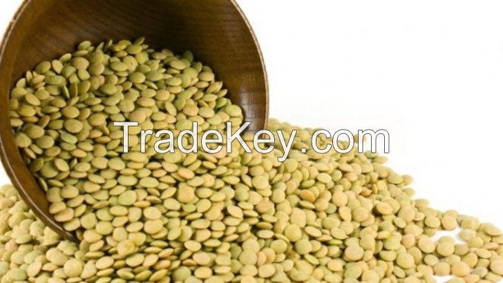 best quality Turkish product green lentils