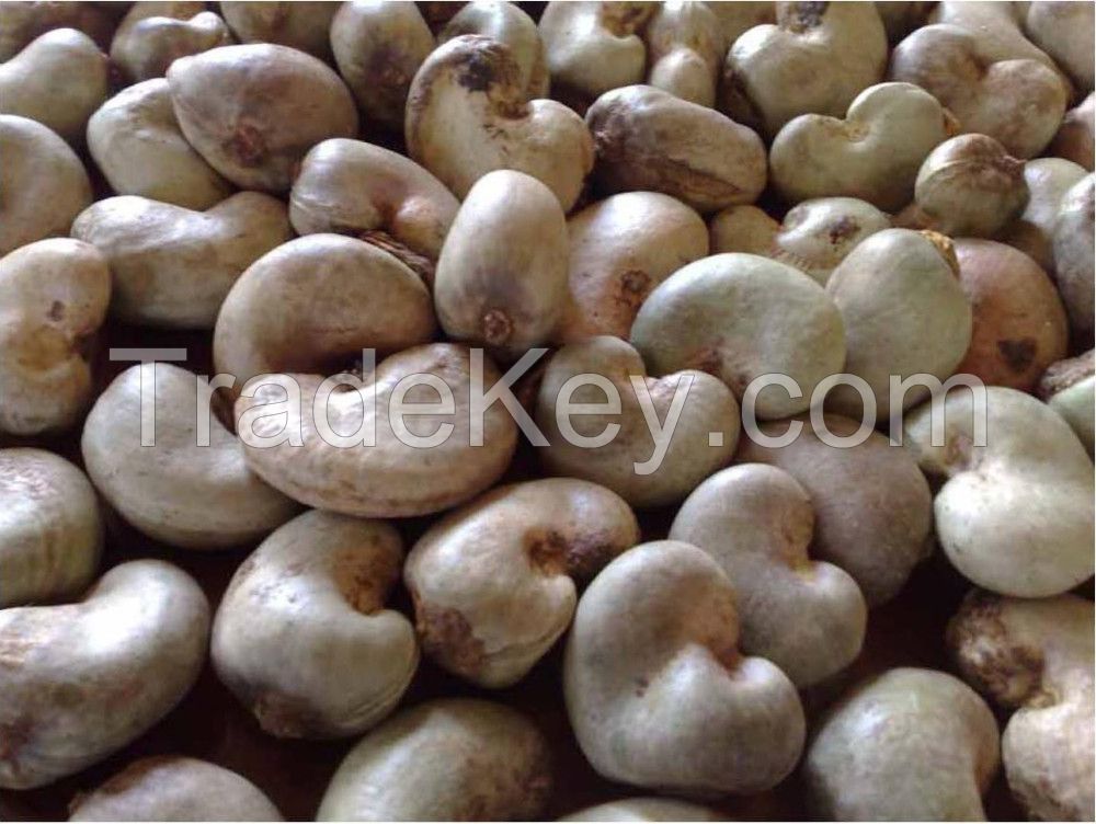 Raw Cashew nuts