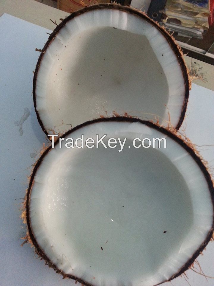 FRESH MATURED COCONUT WITH SEMI HUSKED