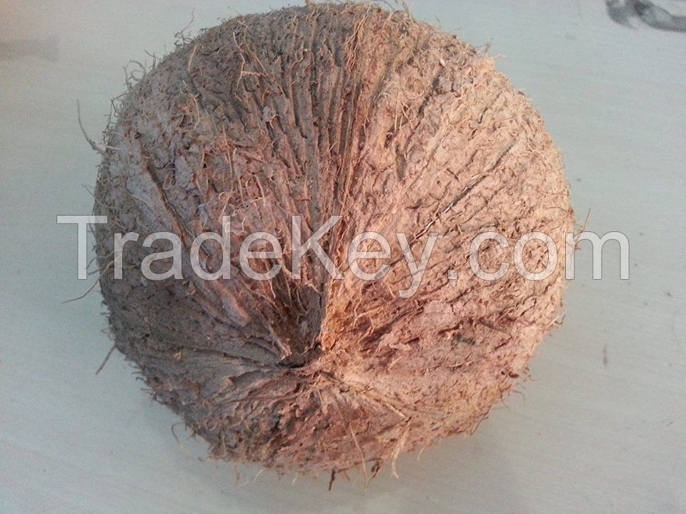 FRESH MATURED COCONUT WITH SEMI HUSKED
