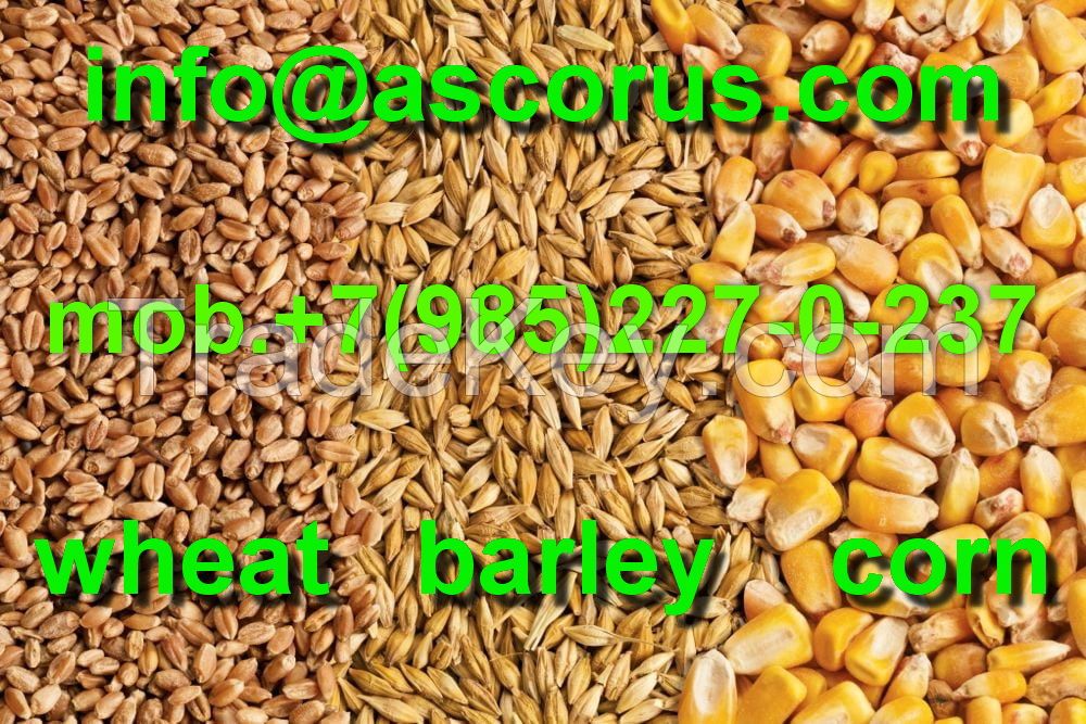 Feed Barley