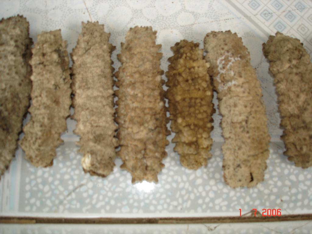 DRIED SEA CUCUMBER