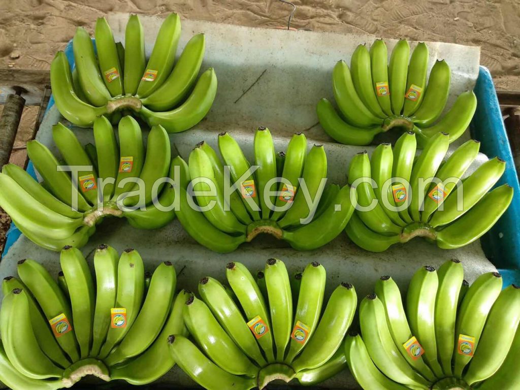 Fresh Cavendish Banana