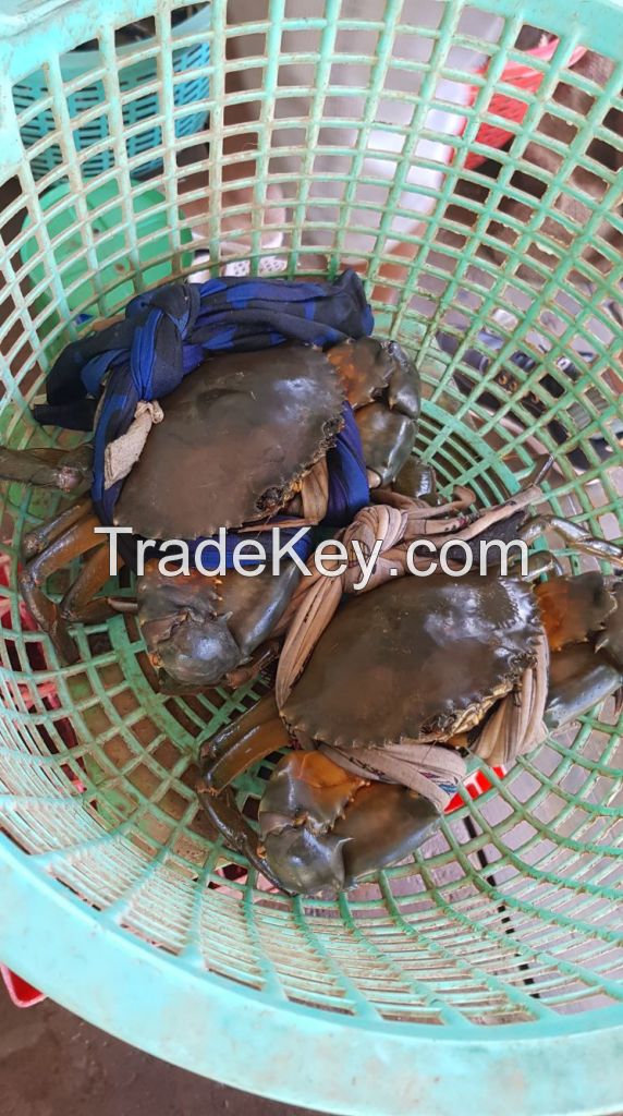 FROZEN MUD CRAB