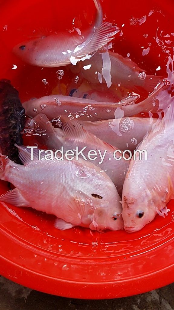 FROZEN RED TILAPIA FISH