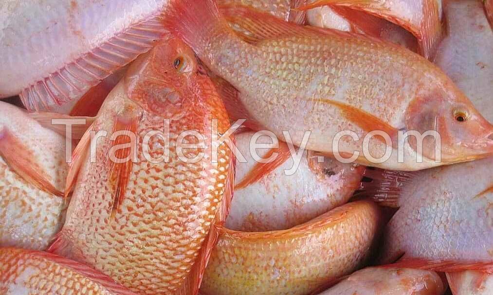 FROZEN RED TILAPIA FISH