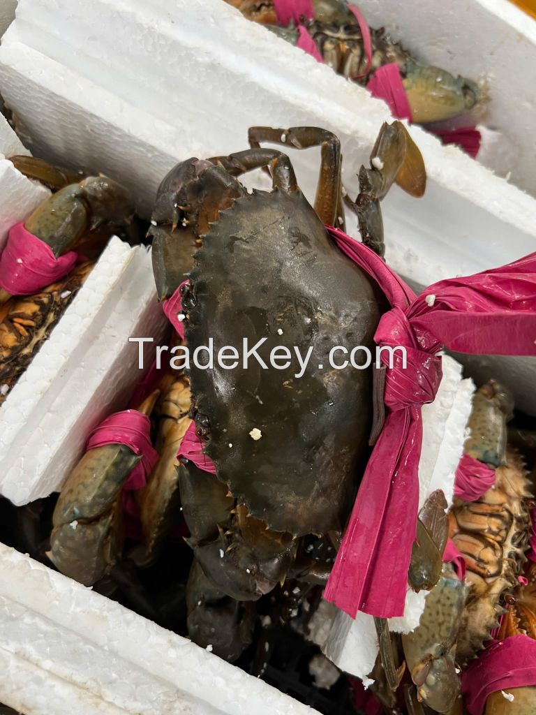Crab